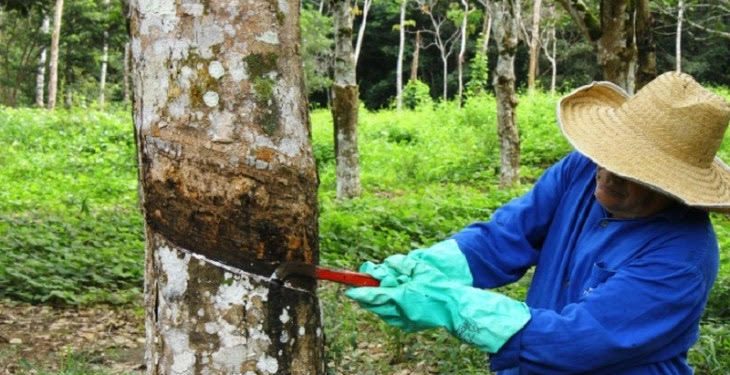 Foto: Embrapa Amazônia Ocidental