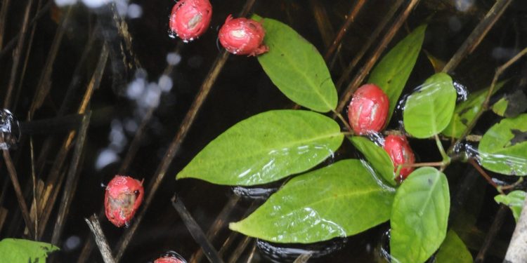 Ucuuba, que estava sob risco de extinção, cuja semente é usada na fabricação de cosméticos e garante sustento de comunidades na Amazônia