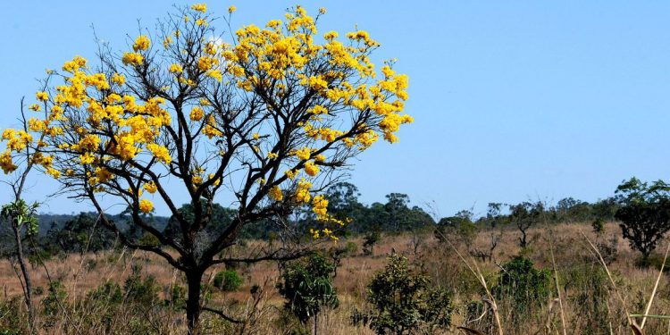 foto: Toninho Tavares