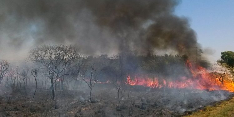 O Cerrado sofre com as queimadas neste período de estiagem,  a baixa umidade no DF no fim de semana levou a Defesa Civil a declarar estado de emergência na capital(Jose Cruz/Agência Brasil)