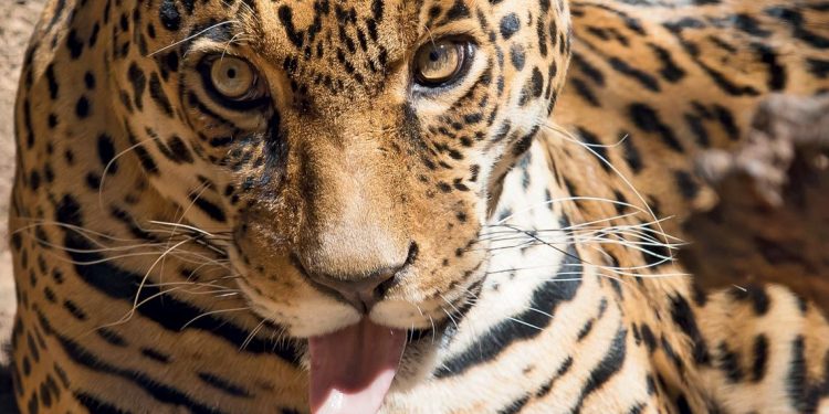 Onça-pintada (Panthera onca), o maior carnívoro da América Latina, vulnerável a alterações no ambiente
Joao Carlos Medau / Wikimedia Commons