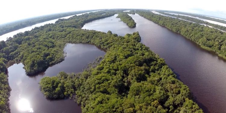 Anavilhanas: Segundo maior arquipélago de águas fluviais do mundo
foto: Sigmar Golçalves