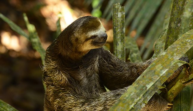 Preguiça de bentinho (Bradypus tridactylus)