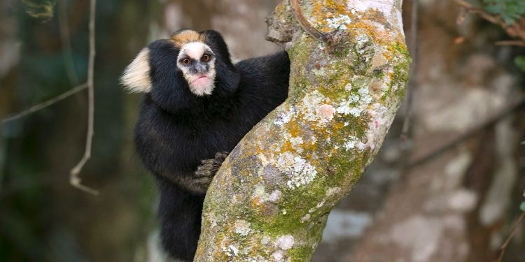 Sagui - Espécie de Macaco - Animais - InfoEscola