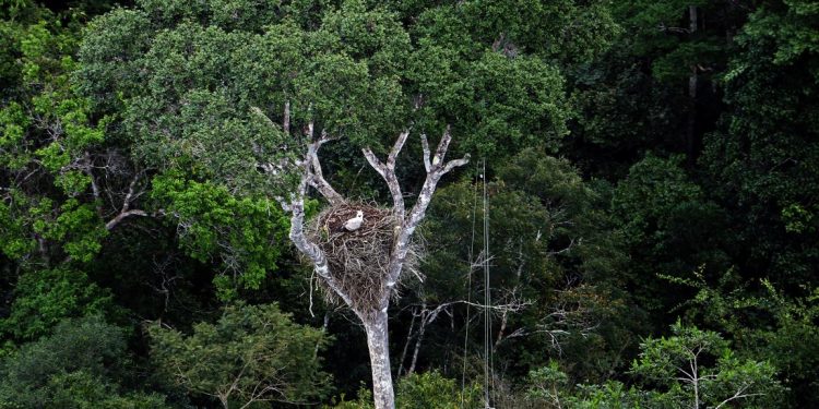 Ninho de Harpia — as aves escolhem árvores específicas para nidificação. Foto: Duda Menegassi