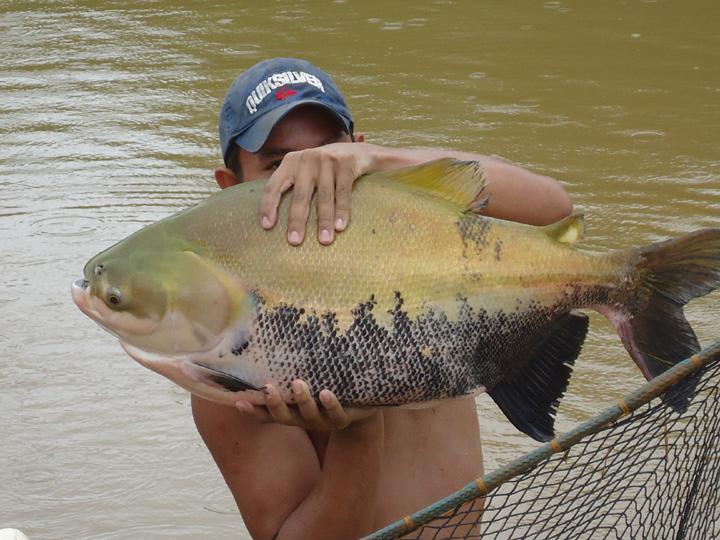 Como fazer tambaqui uma das grandes iguarias amazônicas