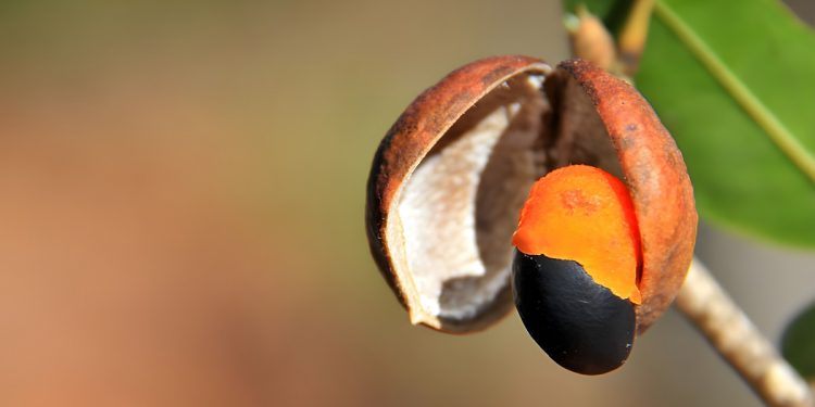 foto: Frutos Atrativos do Cerrado