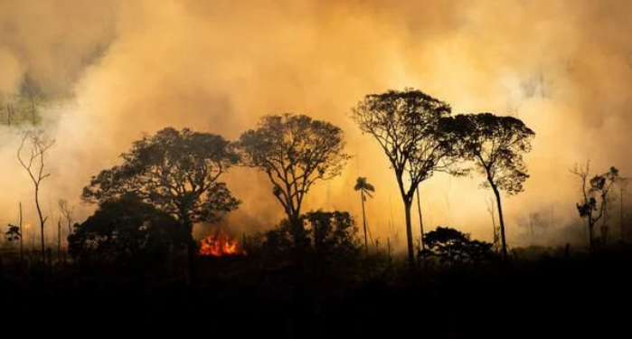 As conclusões da pesquisa apontam as frágeis bordas desmatadas como uma fonte significativa, e até agora não mensurável, de perda de carbono
foto: Divulgação