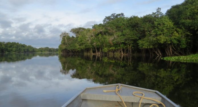 Floresta Amazônica: iniciativa paga produtores rurais que mantiverem a mata em pé. Crédito: Pikrepo