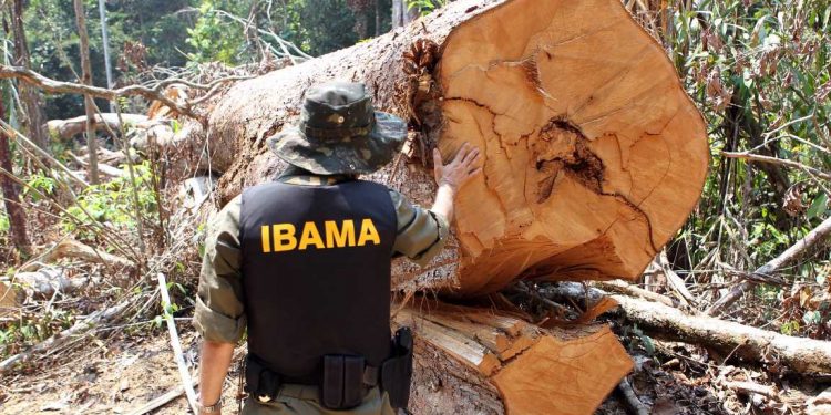 Ibama combate desmatamento ilegal na região de Castelo dos Sonhos, em Altamira (PA), em 2016. Foto: Felipe Werneck/Ibama.