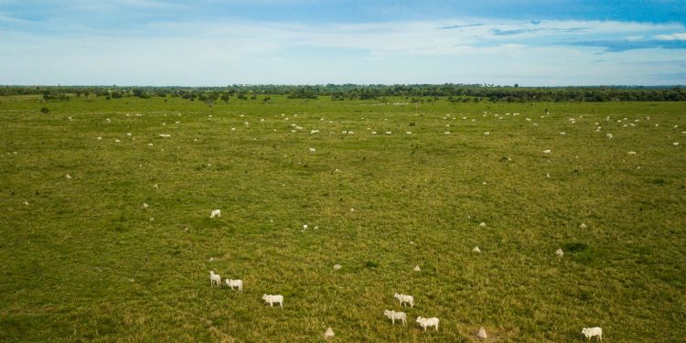 Fazenda de pecuária no Tocantins. Foto: Marcio Isensee e Sá.