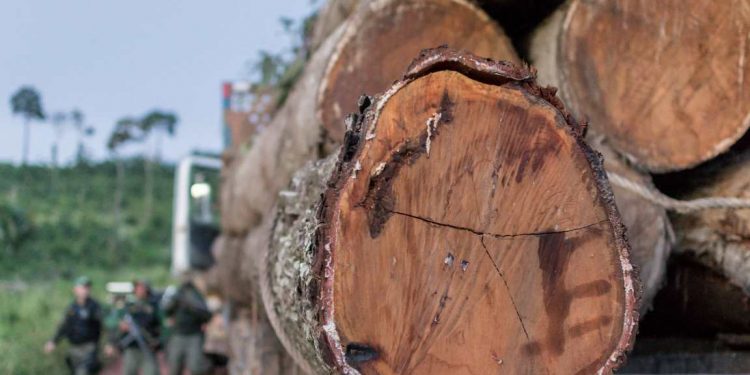 Análise do isótopo da madeira poderá dá a localização de onde a madeira foi tirada. Foto: Vinicius Mendonça/Ibama.