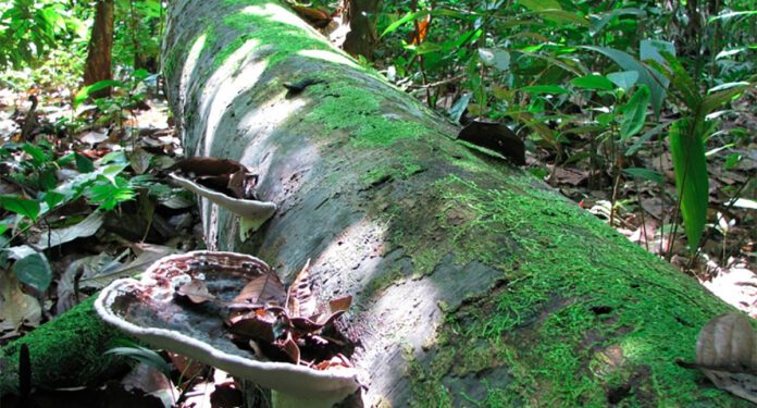 Estudo da USP divulgado na Nature Communications mostra que florestas em todo o planeta, incluindo a Amazônica, estão registrando crescimento acelerado das árvores, mas com redução de longevidade (tronco de árvore morta na Amazônia peruana; foto: Roel Brienen/University of Leeds)