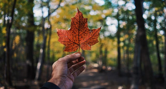 Foto: Guillaume Jaillet | Unsplash