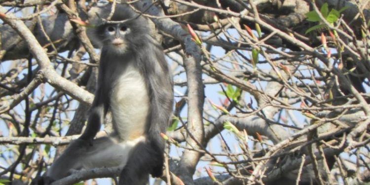 Descrita nova espécie de macaco que só existe na Amazônia