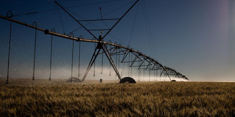 Irrigação em pivô, Plantação de trigo foto: Wenderson Araujo - CNA e Trillux