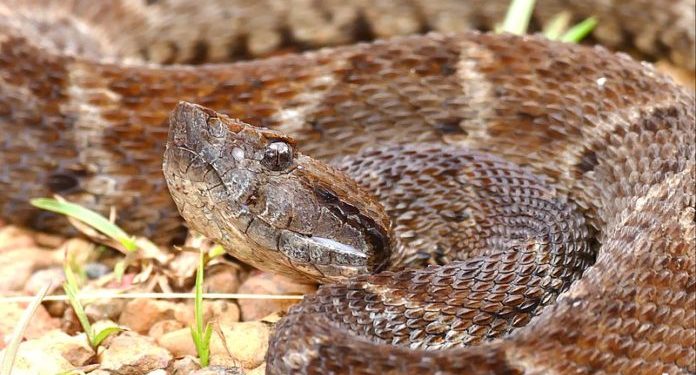 Jararaca-do-norte: veneno de serpente amazônica tem potencial farmacológico para combater diversas doenças. Crédito: Bernard Dupont/Wikimedia