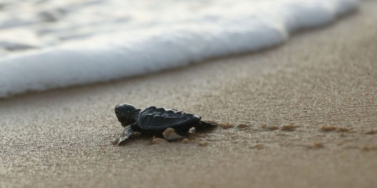 Soltura de filhotes pelo Projeto Tamar comemora marca de 40 milhões de tartarugas marinhas protegidas e devolvidas ao oceano. foto: Fernando Frazão