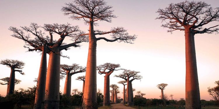 Em Madagascar, uma estrada pontuada por baobás, árvore tropical que chega a viver mil anos
Rod Waddington/Flickr/Wikimedia Commons