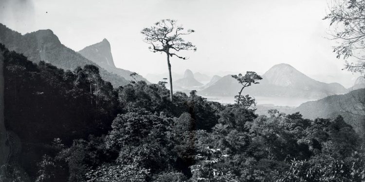 Floresta da Tijuca, no Rio, em 1885: reflorestamento ocorreu entre 1861 e 1874 -
Marc Ferrez / Coleção Gilberto Ferrez / Acervo Instituto Moreira Salles