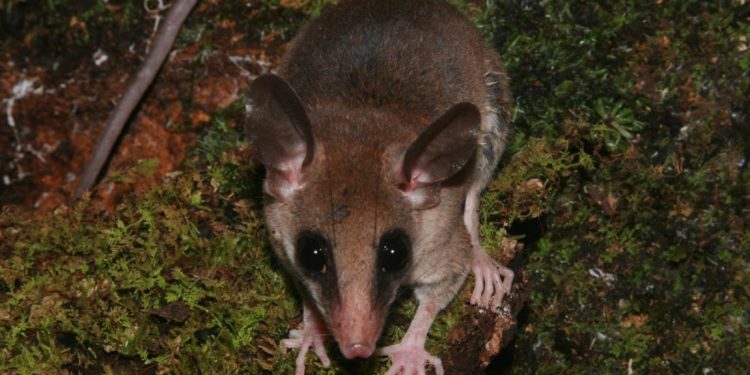 O pequeno marsupial (Marmosops marina) ocorre na região do Arco do Desmatamento. Foto: Thiago Semedo