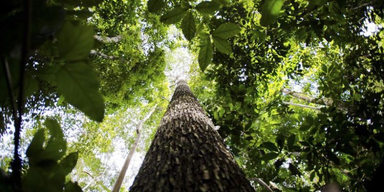 Com a modalidade, as empresas podem compensar as emissões de carbono - Foto: Agência Brasil