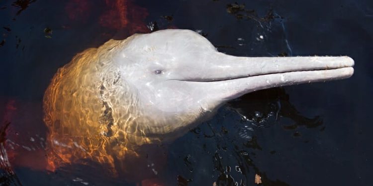 Até 2015, era costume entre os pescadores usar de forma irrestrita a gordura do boto como isca para a captura da piracatinga | Foto: Divulgação