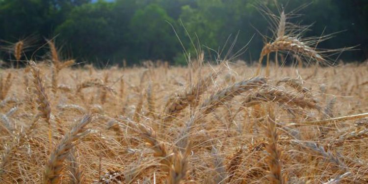 Lavoura de trigo no município de Ibirapuitã, RS- foto: Embrapa