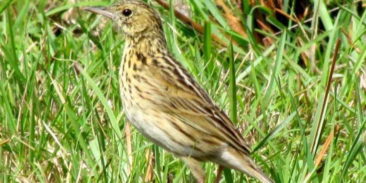 Caminheiro-grande (Anthus nattereri) em área de campo baixo. Classificada como vulnerável, essa espécie está presente em campos recém-perturbados. Foto: Eduardo Chiarani.