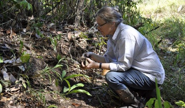 Áreas com a chamada “Terra Preta de Índio”, fertilizadas com carvão de restos de fogueira e resíduos de alimentos, contribuíram para enriquecer os ecossistemas locais