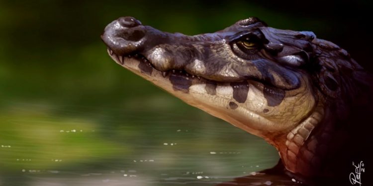 Paleoarte do recém-descoberto Melanosuchus latrubessei durante o dia. Representação Artística: Deverson Pepi