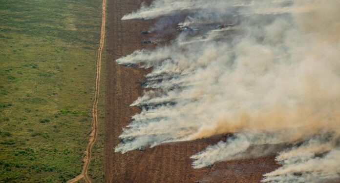 Foto: © Christian Braga | Greenpeace