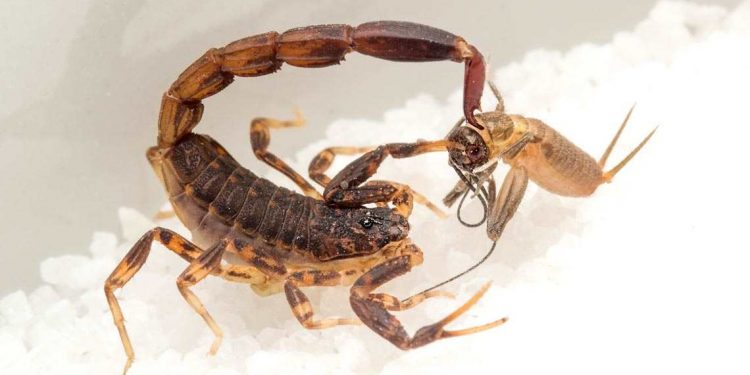 Escorpiões costumam usar o ferrão - ou aguilhoamento - para caçar - foto:
John Uribe