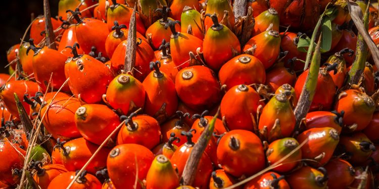 A bunch of palm oil fruit - fresh fruit bunch (FFB) ready to be processed in Malaysia.