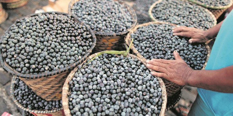 Açaí, fruto cuja semente pode ser usada como base para cosméticos foto: Shutterstock