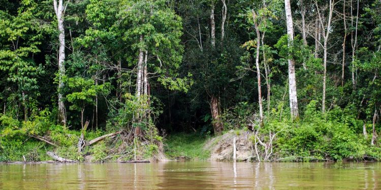 Colniza, MT, Brasil:  Caminho aberto por madeireiros às margens do rio Guariba. (Foto: Marcelo Camargo/Agência Brasil)