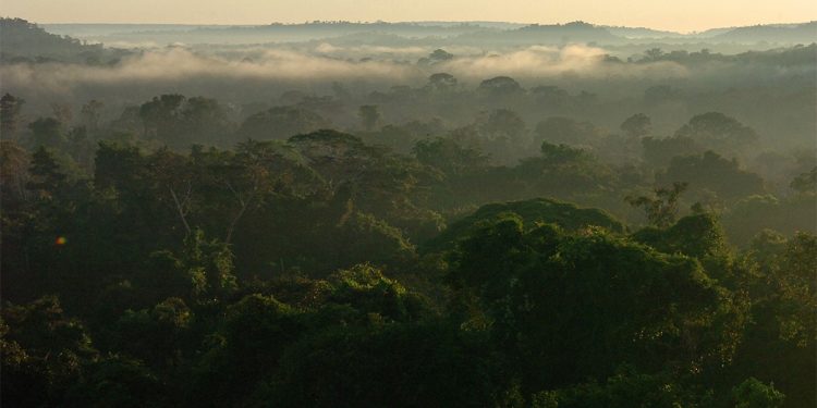 Amazônia – Foto: Cecília Bastos / USP Imagens