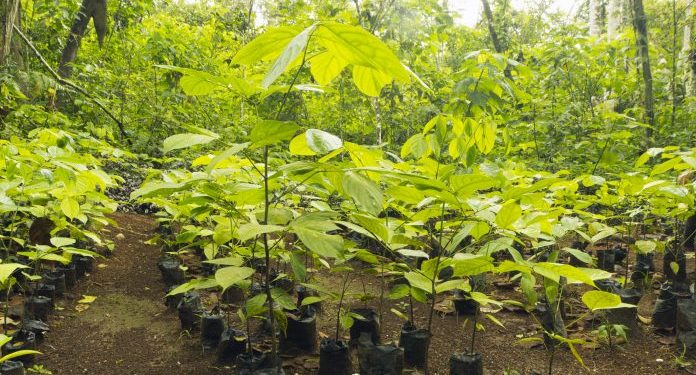 Cada adesão à fatura digital e débito automático significa uma árvore plantada. Foto: iStock