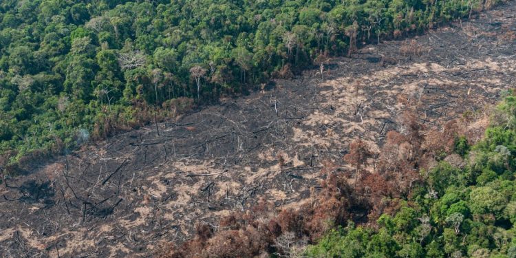 A grilagem é um dos grandes motores do desmatamento na Amazônia. Foto: Vinicius Mendonça/Ibama