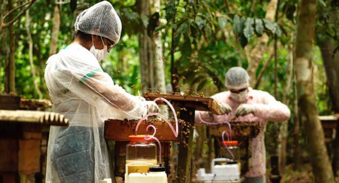 Produção de mel não derruba árvores, conserva a floresta e garante renda às comunidades. Foto: Fundação Amazônia Sustentável