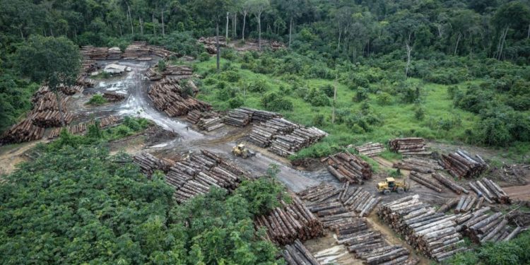 Tamanho das áreas desmatadas na Amazônia está em média 61% maior nos últimos dois anos. Foto: Felipe Werneck/Ibama