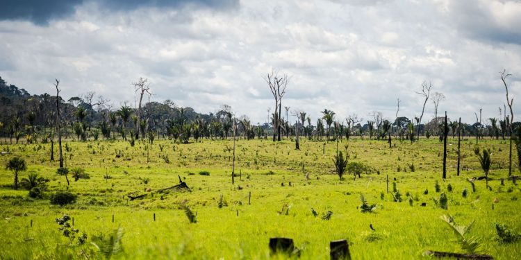 Colniza, MT, Brasil: Área degradada no município de Colniza, noroeste do Mato Grosso.  (Foto: Marcelo Camargo/Agência Brasil)