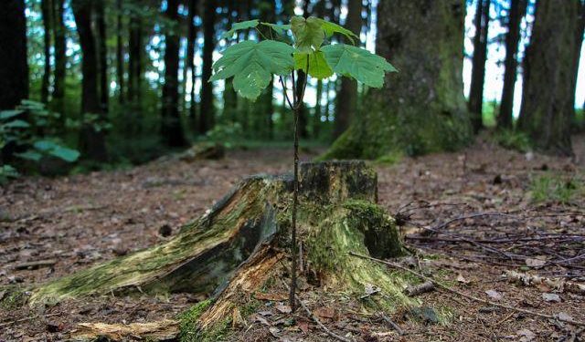 Nova pesquisa mostra que deixar as florestas se regenerarem naturalmente pode absorver 23% das emissões globais de CO2 todos os anos (Foto: Tobias Wrzal/Flickr)