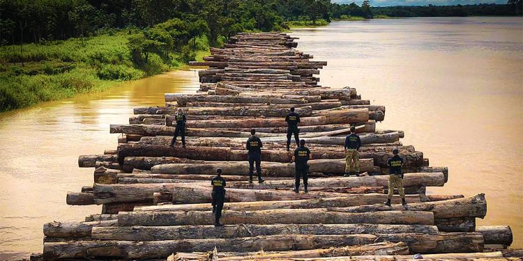 Carregamento de toras em balsa, apreendido pela Polícia Federal em dezembro. Foto: Polícia Federal/Divulgação