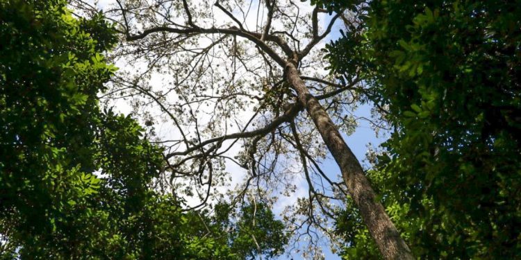 Suspensão do ARPA cria buraco na programação das UCs apoiadas, que tiveram que paralisar suas ações. Foto: Duda Menegassi