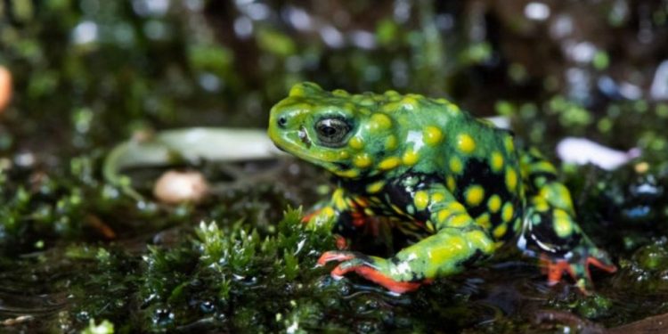 Um dos PANs do qual participa o Instituto Curicaca é voltado para conservação da herpetofauna do sul, na foto, o ameaçado Melanophryniscus admirabilis. Foto: Pedro Peloso