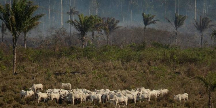 Para especialistas, monitorar origem do couro é ainda mais complicado que a da carne - Deutsche Welle