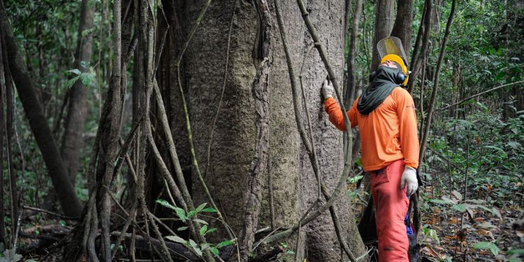 Na Reserva Mamirauá, pesquisadores e ribeirinhos buscam a sustentabilidade pelo manejo florestal  (Tomaz Silva/Agência Brasil)