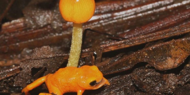 A nova espécie de sapo-pingo-de-ouro Brachycephalus rotenbergae. Foto: Edelcio Muscat/Projeto Dacnis