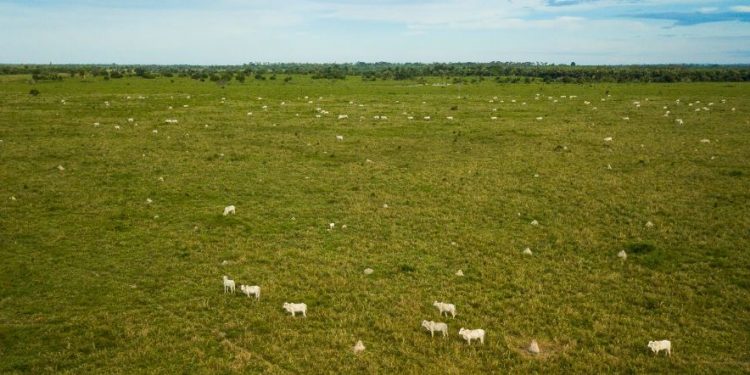 A produção de carne bovina é uma das mais associadas ao desmatamento ilegal, aponta o relatório. Foto: Marcio Isensee e Sá